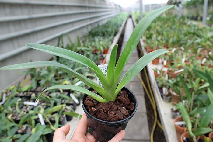 Paphiopedilum philippinense Doll.jpg