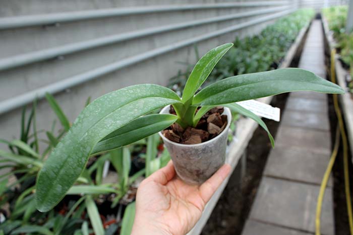 Paphiopedilum Mercatelii (stonei x lowii).jpg