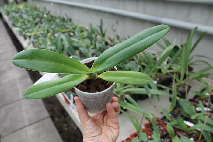 Paphiopedilum supardii.jpg