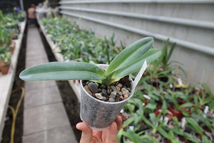Paphiopedilum stonei x anitum.jpg
