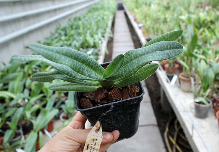 Paphiopedilum Daisy Barclay (rothschildianum x leucochilum).jpg