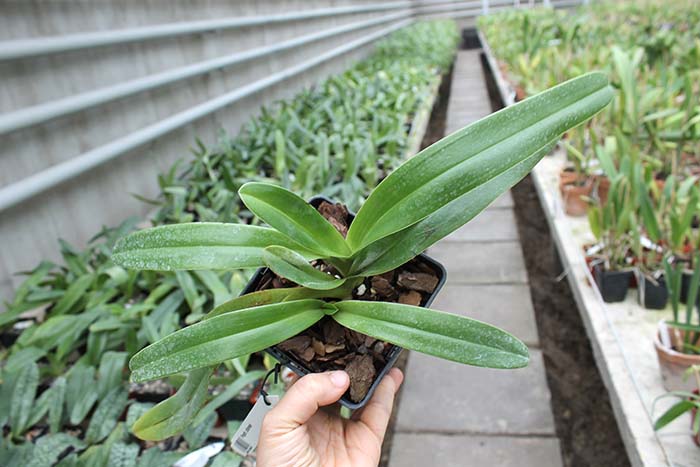 Paphiopedilum stonei.jpg