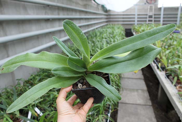 Paphiopedilum In-Charm Lady (Lady Isabel 'In-Charm' x Paphiopedilum moqueateanum 'In-Charm').jpg