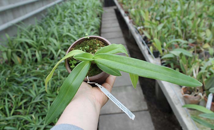 Phragmipedium Fritz Schomburg (besseae x kovachii).jpg