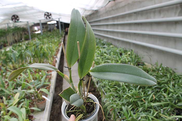 Cattleya mendelii.jpg