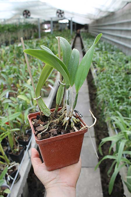 Cattleya percivaliana tipo 'Remolacha' (19-6) x SELF.jpg