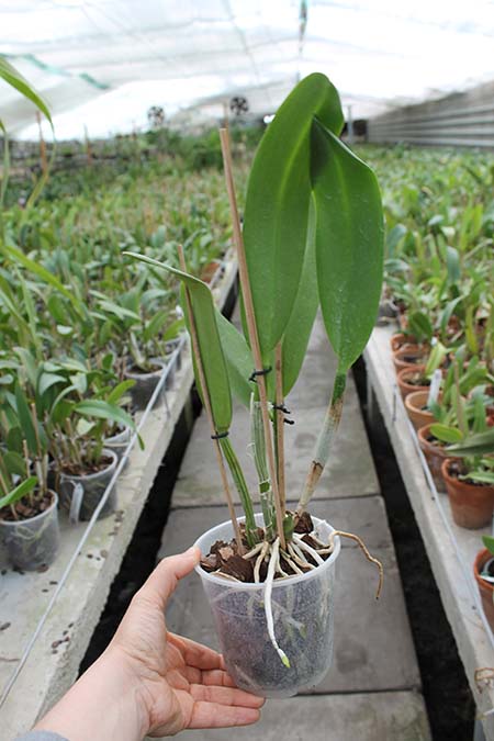 Potinara Chief Sweet Orange 'Sweet Orange'.jpg