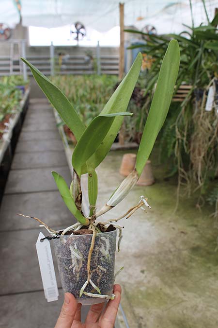 Brassolaeliocattleya George King 'Serendipity'.jpg