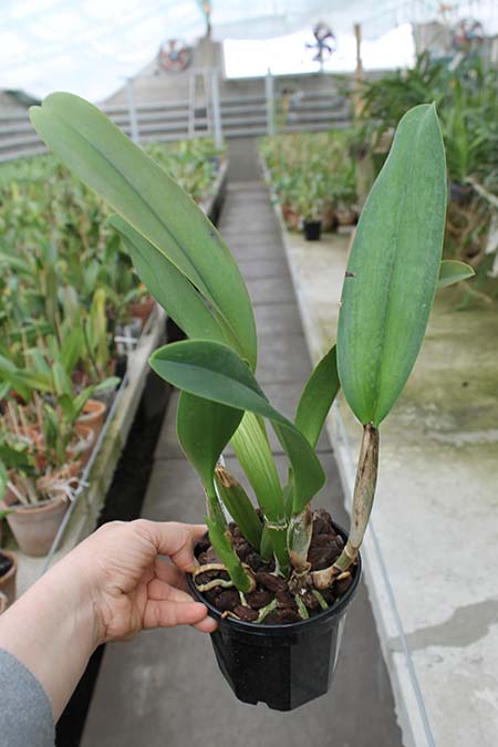 Brassolaeliocattleya Mahina Yahiro 'Ulii'.jpg