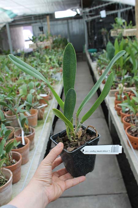 Laelia crispa carnea 'Mignon' x self.jpg