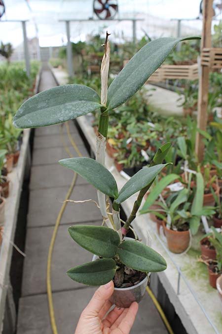 Cattleya Chian-Tzy Loddisong 'Summer Beauty'.jpg
