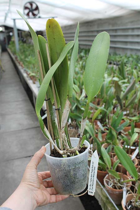 Brassolaeliocattleya Toshie Aoki 'Pizazz Subv OC'.jpg