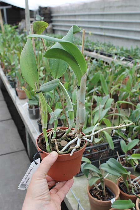 Brassocattleya Cynthia (Brassavola digbyana x Cattleya walkeriana).jpg