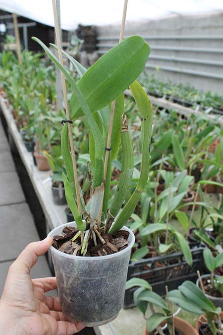 Brassocattleya Chief Pink 'Diana'.jpg