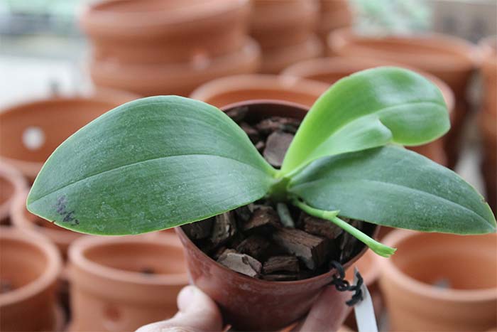 Phalaenopsis Zheng Min Tyrannosaurus x Yaphon Sir.jpg