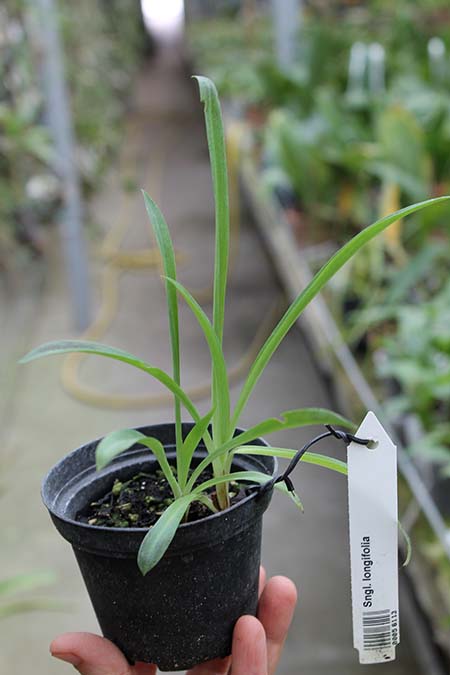 Stenoglottis longifolia.jpg