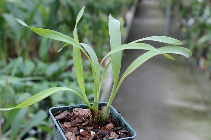 Maxillaria meleagris.jpg