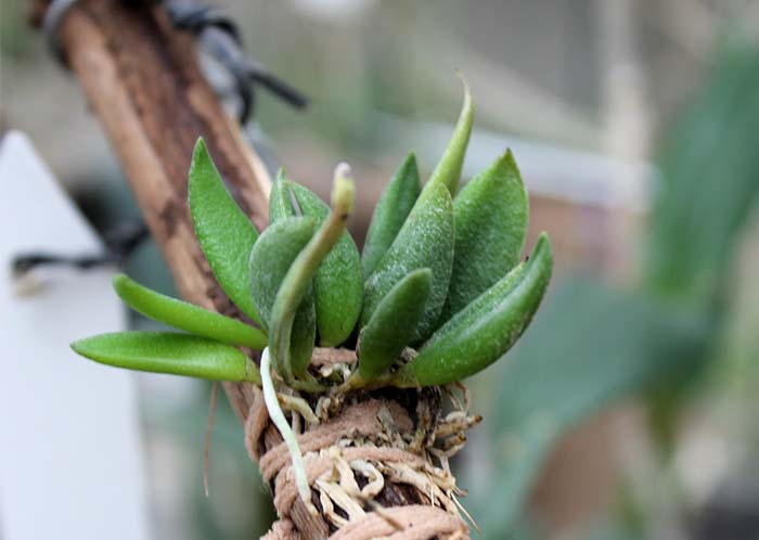Dendrobium rigidum.jpg
