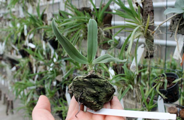 Amesiella philippinensis.jpg