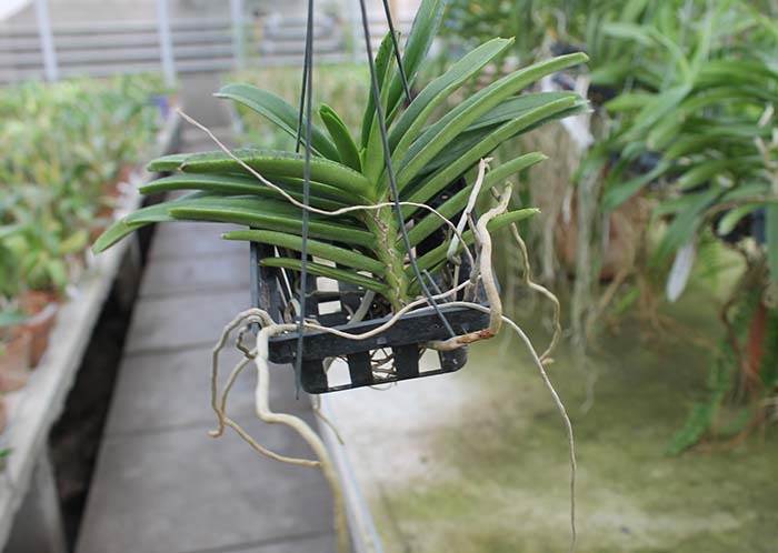 Ascocentrum miniatum.jpg