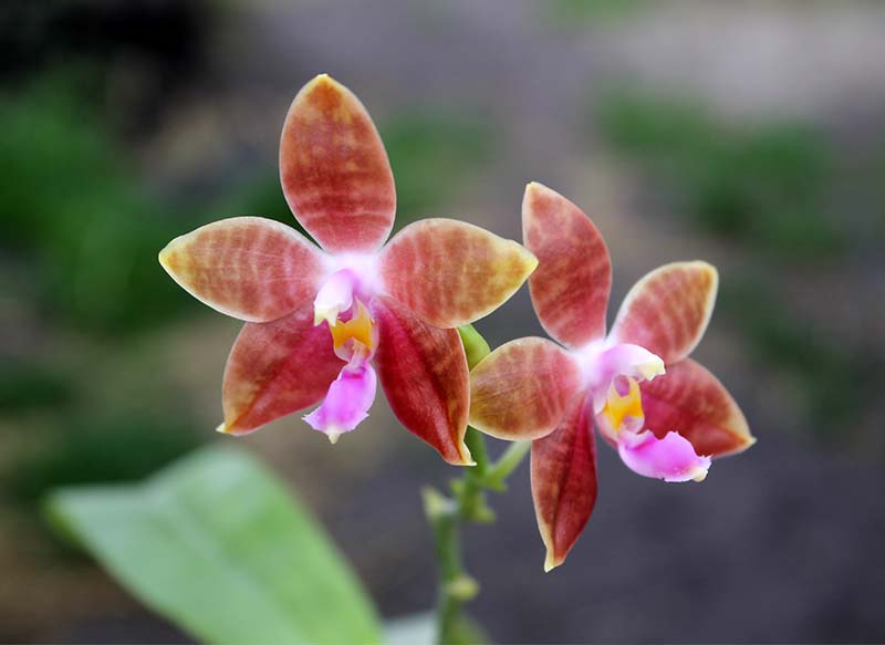 Phalaenopsis corningiana x lueddemanniana.jpg