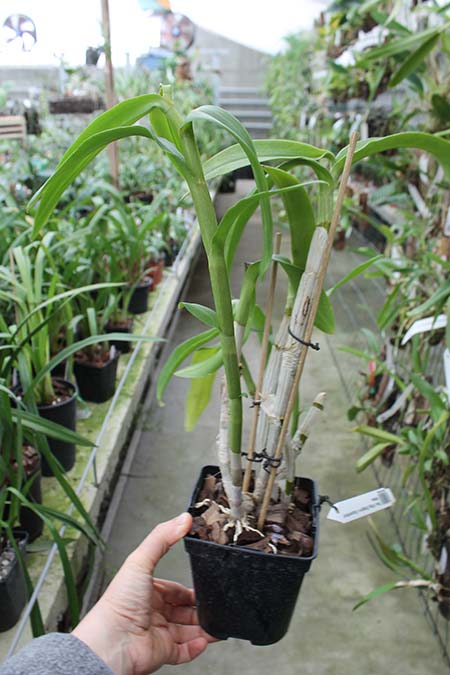 Dendrobium King Dragon x Supanburi White.jpg