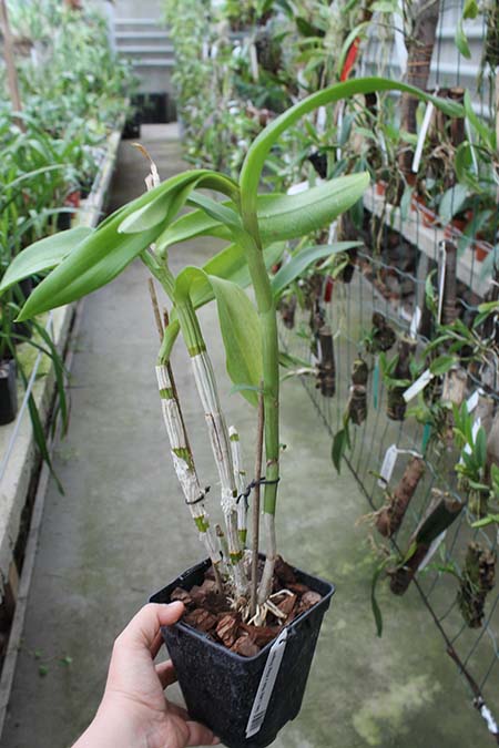 Dendrobium Lady Pink x King Dragon.jpg