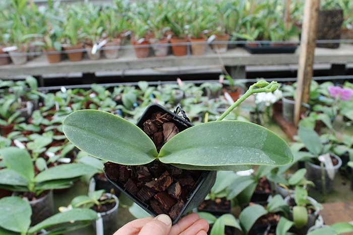 Phalaenopsis Natasha 'Aiko'.jpg