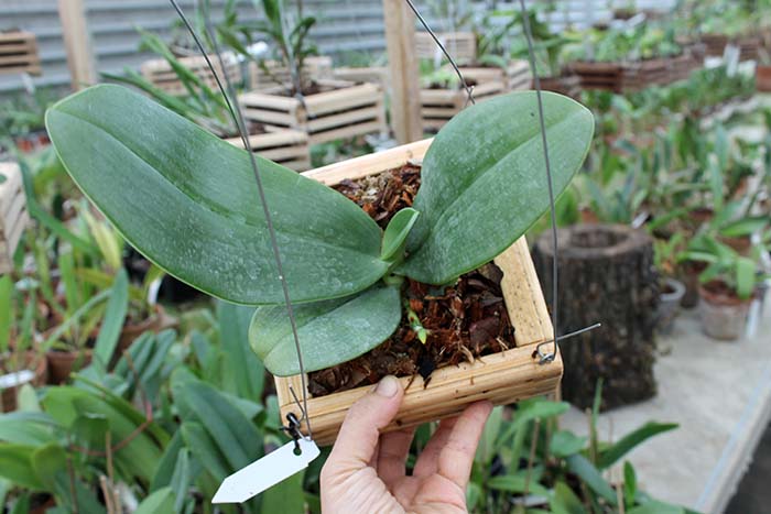 Phalaenopsis gigantea.jpg