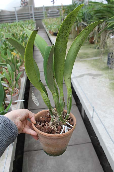 Brassocattleya Port Royal Sound 'Night Rider'.jpg