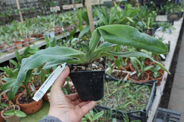 Paphiopedilum glaucophyllum.jpg
