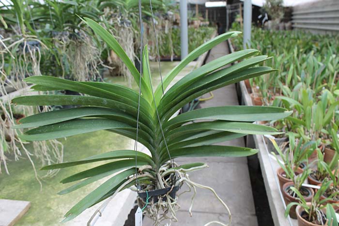 Vanda Robert Delight 'Ink Star'.jpg
