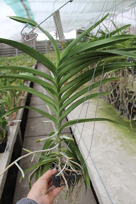 Vanda tessellata x Gordon Dillon.jpg