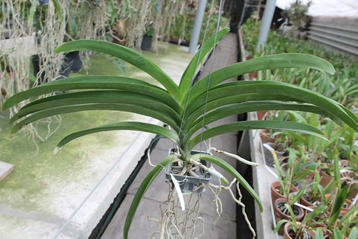 Vanda Kulwadee Fragrance x Dr Anek.jpg