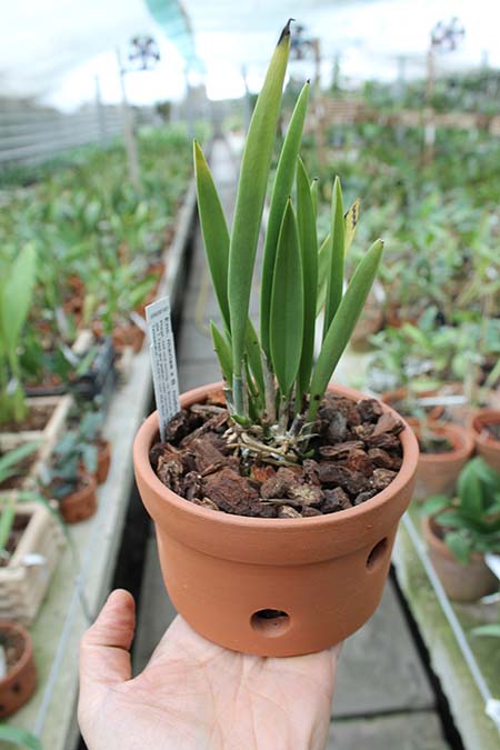 Encyclia mariae x Brassavola nodosa.jpg