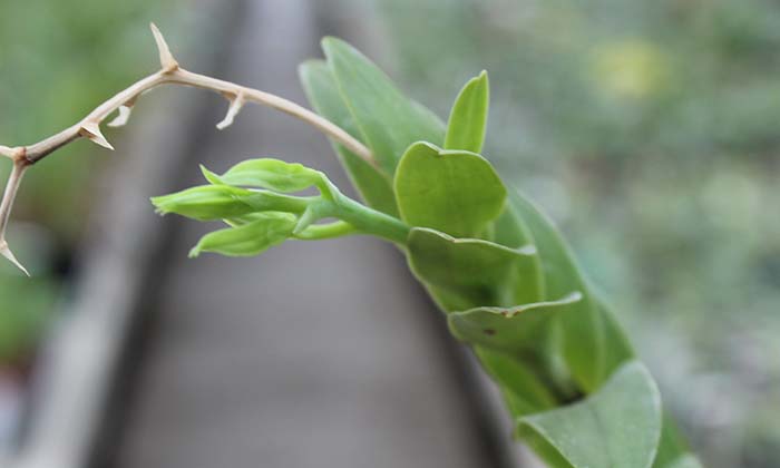Dendrobium dearei.jpg