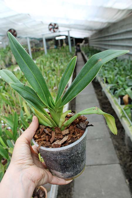 Phragmipedium kovachii.jpg