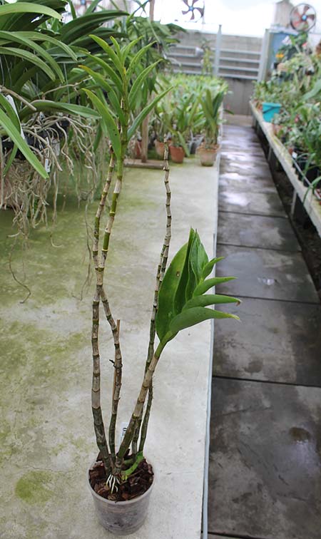 Dendrobium antennatum.jpg