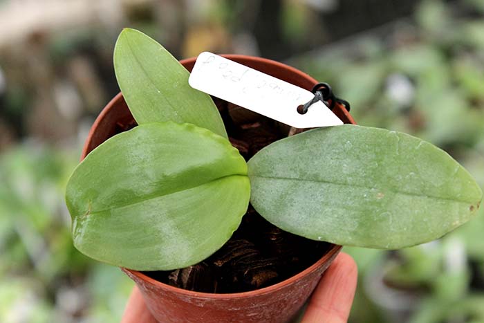 Phalaenopsis Red Jaguar (Phalaenopsis Hsu Li-Shian x Phalaenopsis gigantea).jpg