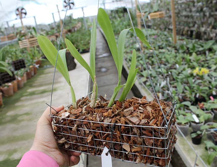 Miltonia spectabilis.jpg