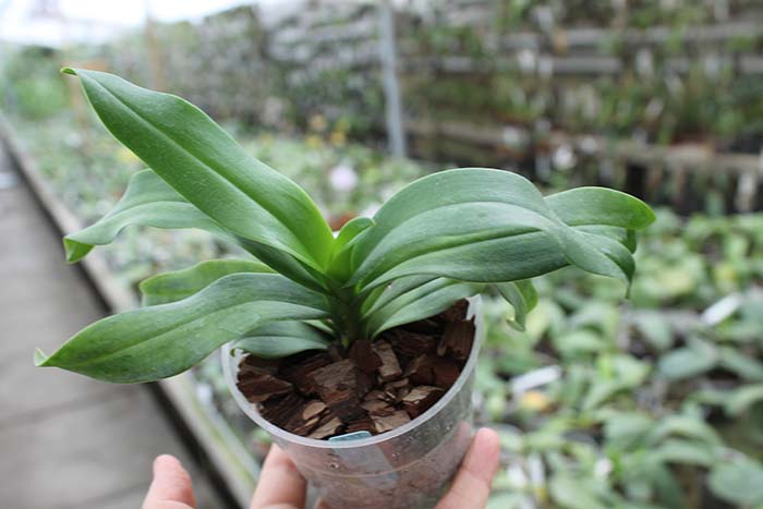 Phalaenopsis equestris x Renanthera matutina.jpg