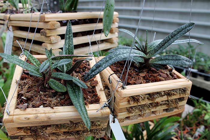 башмачки в эпифитных корзинках.jpg