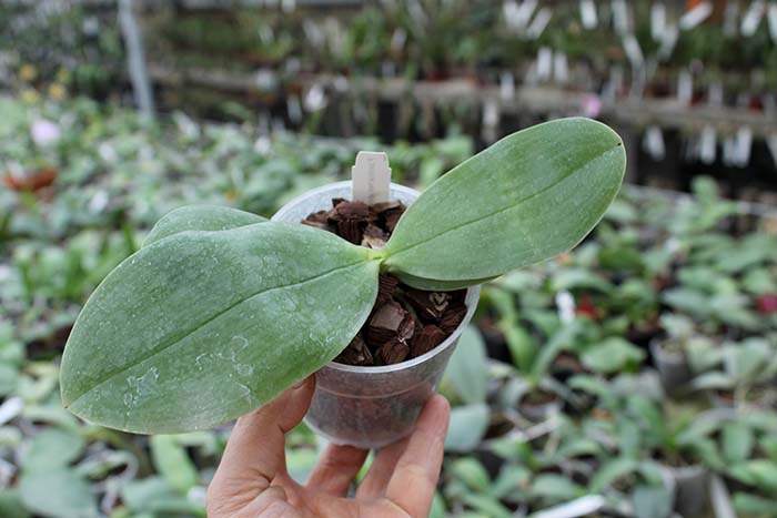 Phalaenopsis bellina 'Red Apple' x bellina.jpg