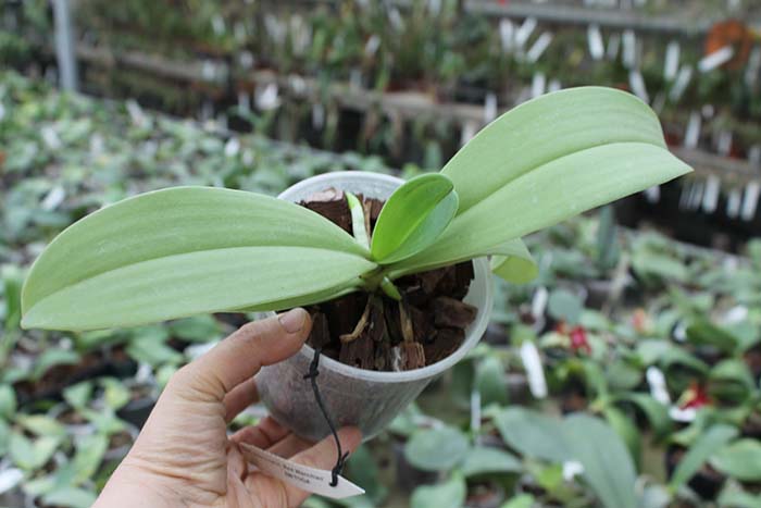 Phalaenopsis cornu cervi 'Dark Red'.jpg