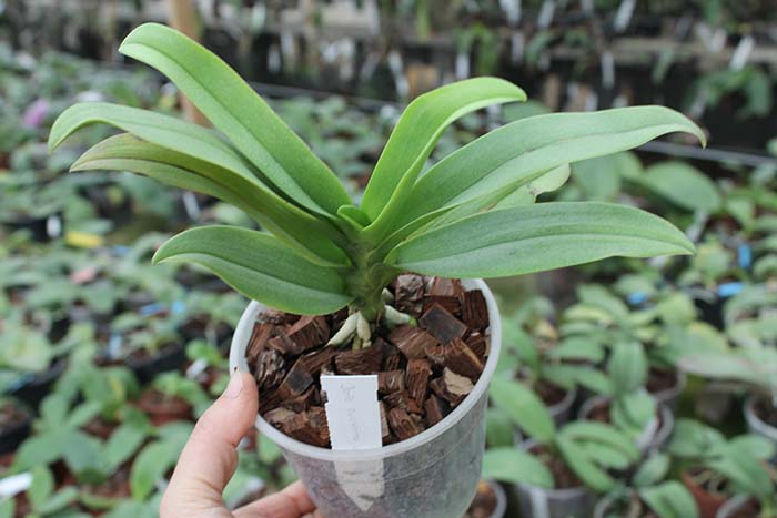 Doritis pulcherrima coerulea aquinii.jpg