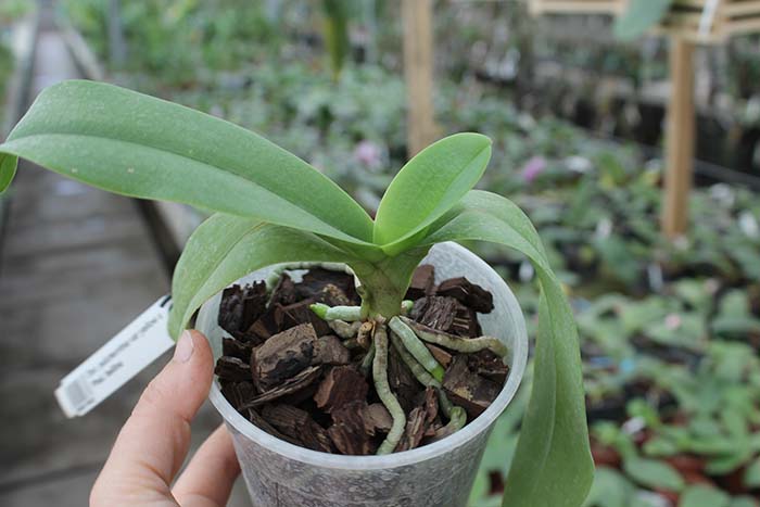 Doritis pulcherrima var yellow x Phalaenopsis bellina.jpg