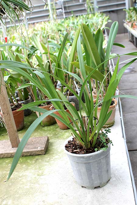 Cymbidium Pink Pop 'Crystal Fruit'.jpg