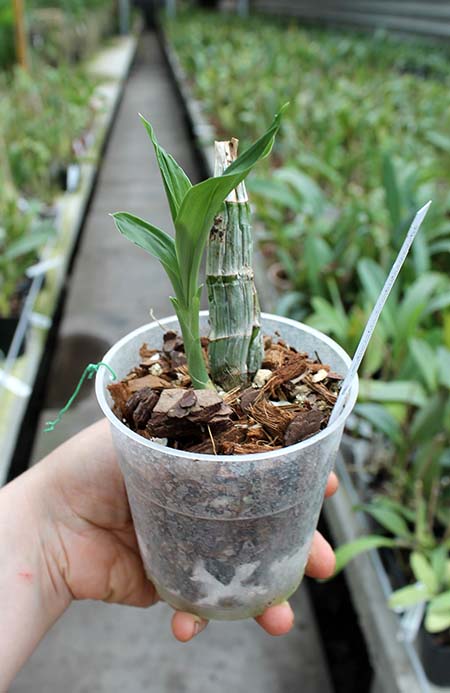 Catasetum Orchidglade Jack of Diamond.jpg