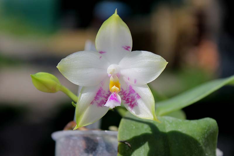 Phalaenopsis Zheng Min Muscadine x Tying Shin Fly Eagle.jpg