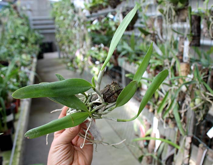 Laelia praestans 'Black Lip' XXX x Laelia praestans 'Daniel' XXX.jpg